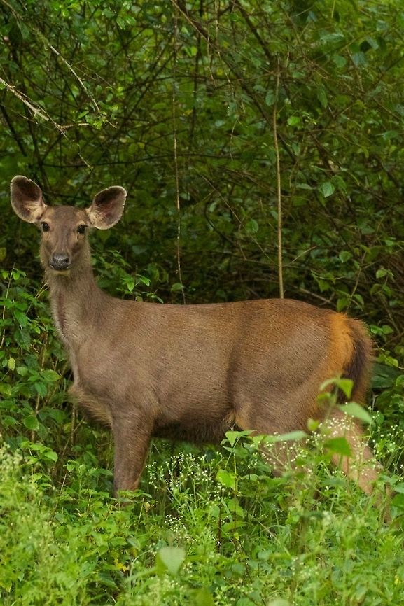 Sambar Deer in Habitat Superb lighting enhanced the scenery Geotagged,India,Rusa unicolor,Sambar