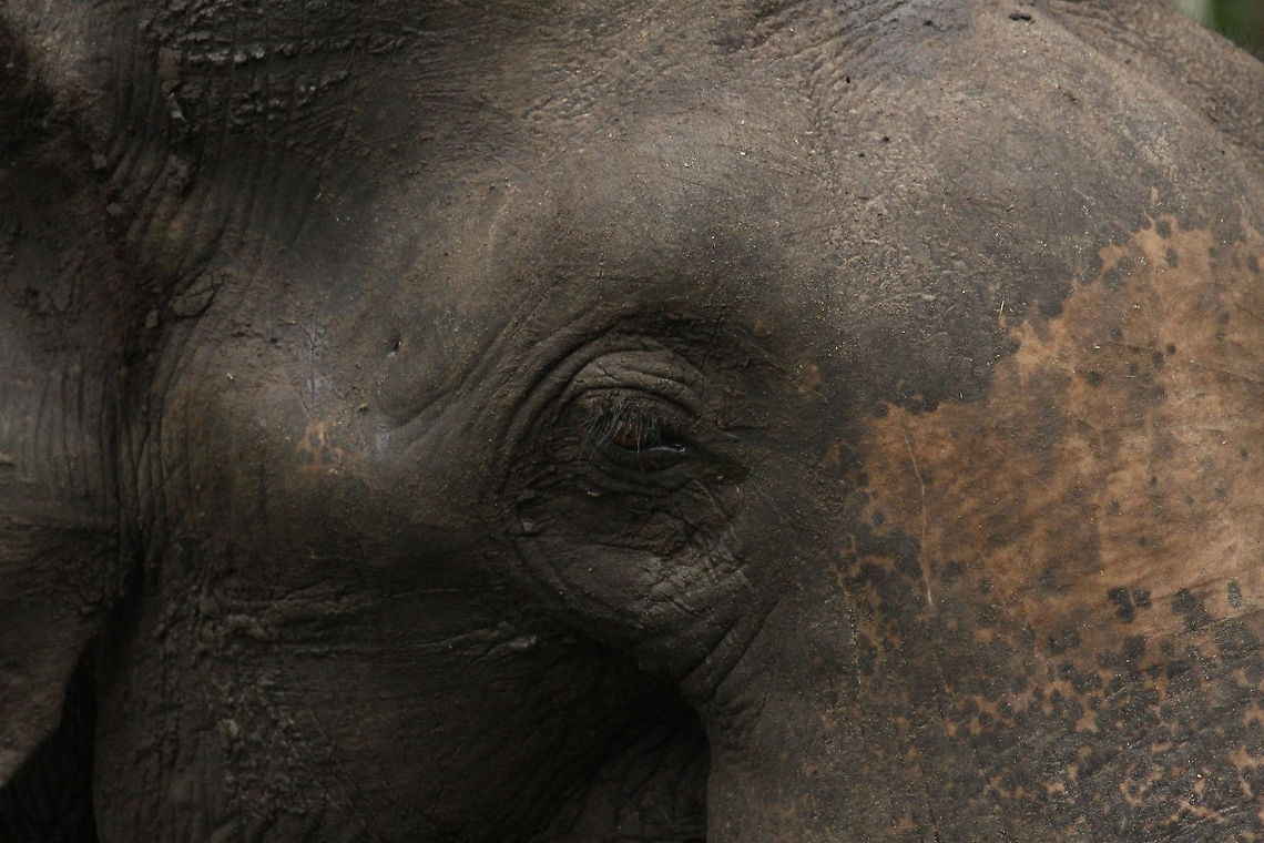 Close and Personal Eye of the Elephant... Asian elephant,Elephas maximus,Geotagged,India