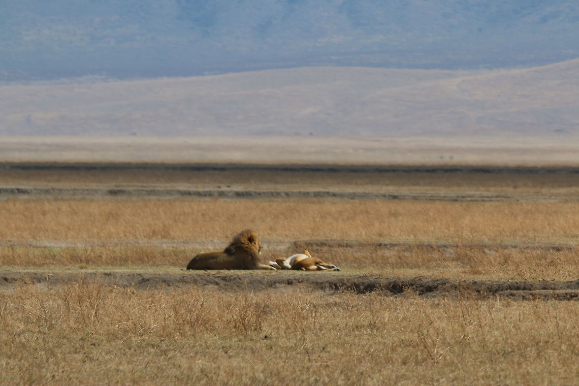 Belly Up... Post-Coitus roll!! Geotagged,Lion,Ngorongoro Crater,Panthera leo,Tanzania