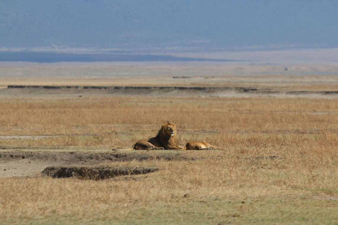 Lion Habitat Wide view of the sweeping Ngorgongoro Crater... Geotagged,Lion,Ngorongoro Crater,Panthera leo,Tanzania