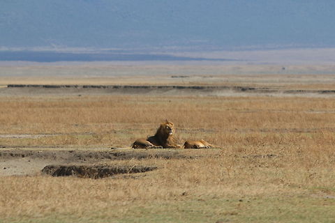 Lion Habitat Wide view of the sweeping Ngorgongoro Crater... Geotagged,Lion,Ngorongoro Crater,Panthera leo,Tanzania