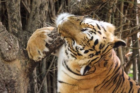 Tiger Hug Was quite hilarious to watch... Bengal tiger,Geotagged,India,Panthera tigris tigris