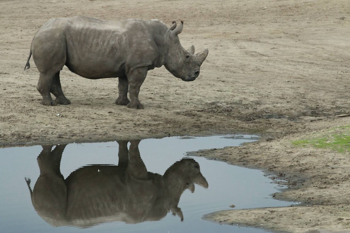 Reflection Rhino profile Ceratotherium simum,Geotagged,The Netherlands,White rhinoceros