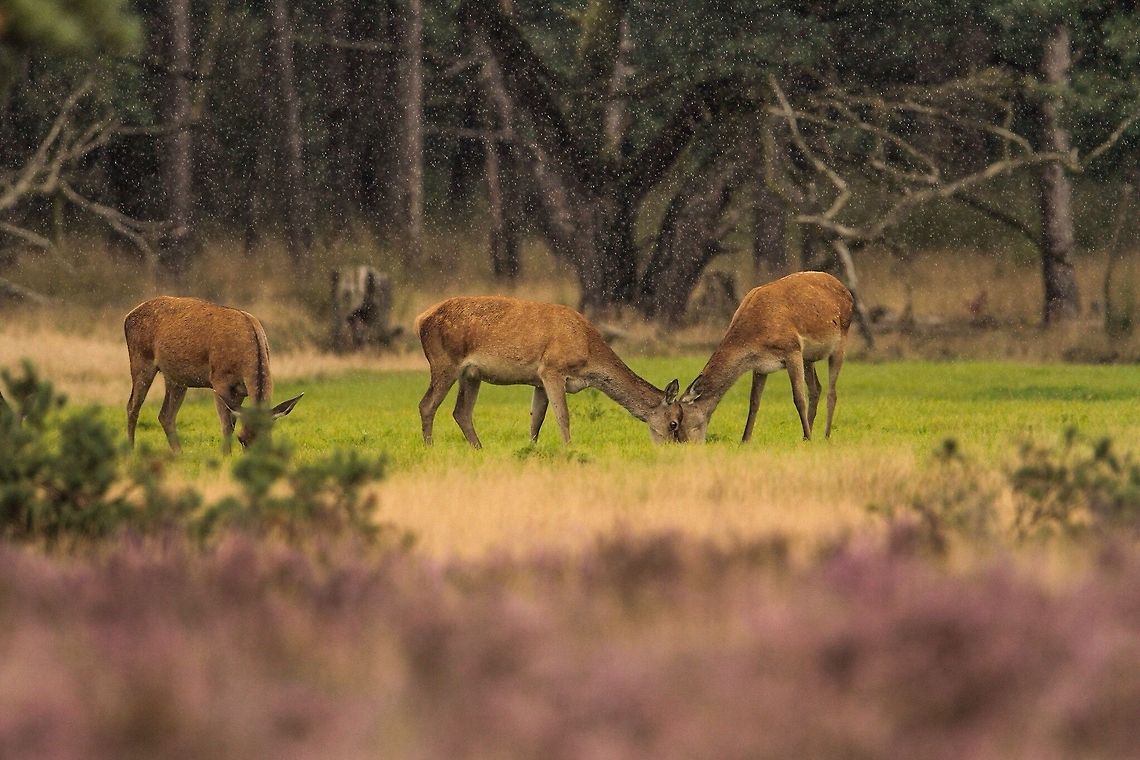 Double impact in the rain Red deer Cervus elaphus,Geotagged,Red deer,The Netherlands