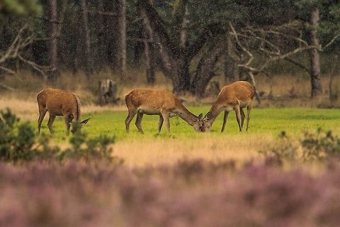 Double impact in the rain Red deer Cervus elaphus,Geotagged,Red deer,The Netherlands