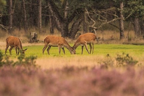 Red Deer in the rain It appeared like they were head butting! The drizzle added to the ambience... Cervus elaphus,Geotagged,Red deer,The Netherlands