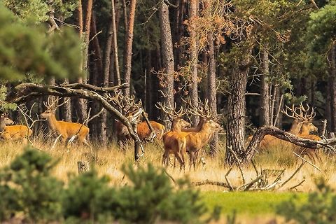Stag party;) It was quite a sight when all the stags came out from behind the trees... Cervus elaphus,Geotagged,Red deer,The Netherlands