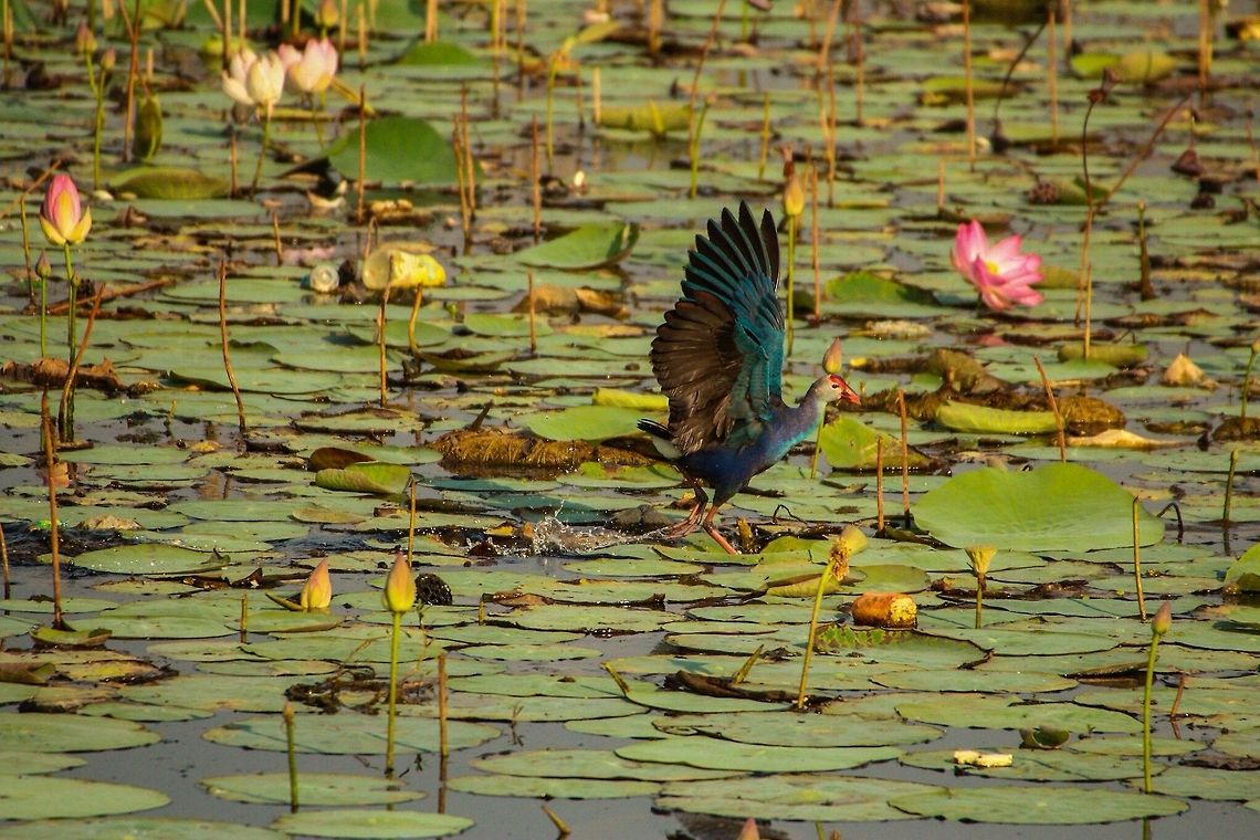 Purple Swamphen... Skimming over water Geotagged,India,Porphyrio porphyrio,Purple swamphen