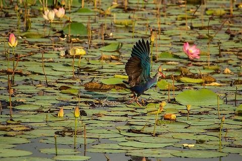 Purple Swamphen... Skimming over water Geotagged,India,Porphyrio porphyrio,Purple swamphen
