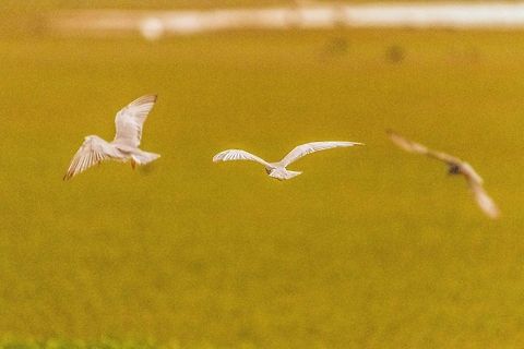 Three-in- one River Terns in flight mode... Geotagged,India,River Tern,Sterna aurantia