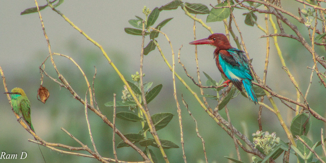 Two Birds, One Click... Bee-Eater and Kingfisher sharing a tree... Geotagged,Green Bee-eater,India,Merops orientalis
