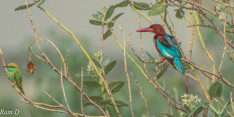 Two Birds, One Click... Bee-Eater and Kingfisher sharing a tree... Geotagged,Green Bee-eater,India,Merops orientalis