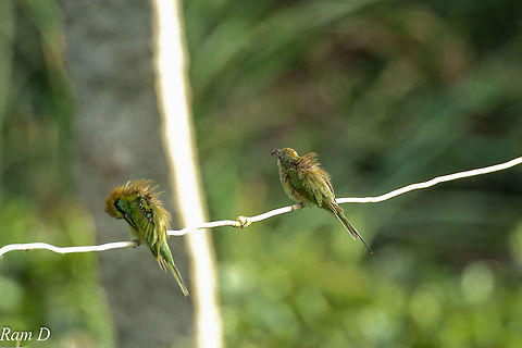Beeing Eaten by a Bee-Eater... Lucky Shot.. Geotagged,Green Bee-eater,India,Merops orientalis