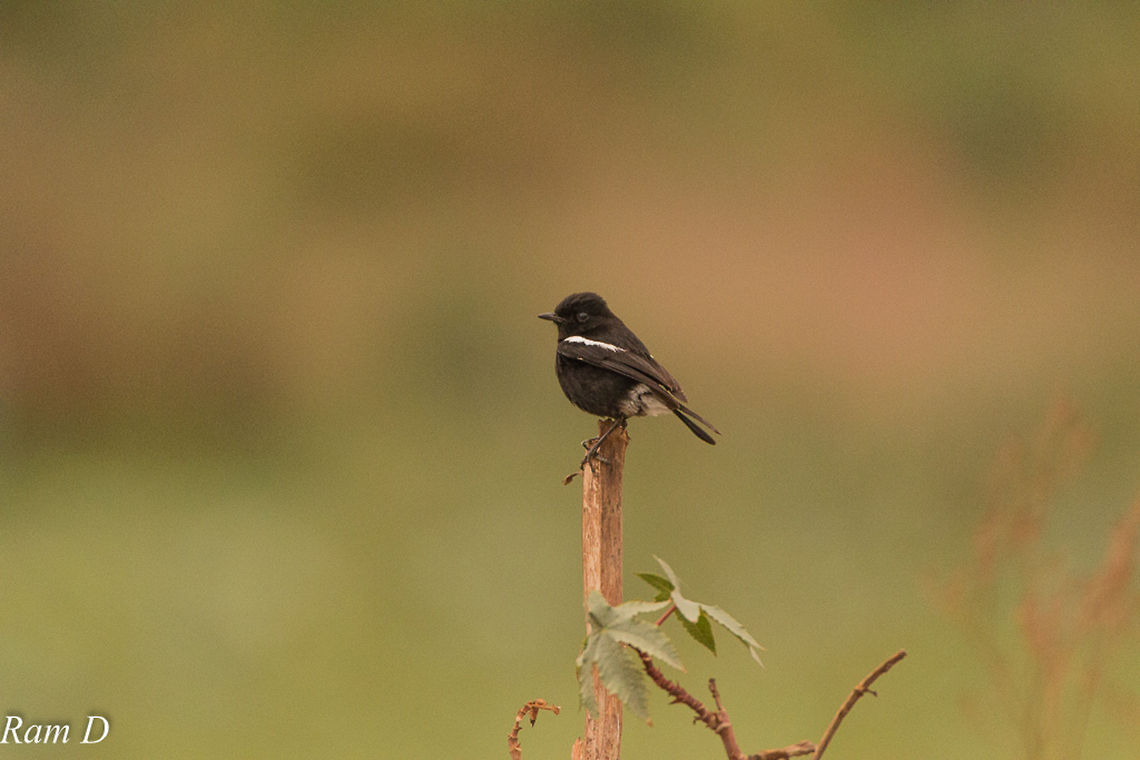 Nice Perch... Oriental Magpie-Robin Copsychus saularis,Geotagged,India,Oriental Magpie-Robin