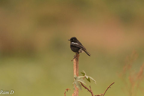 Nice Perch... Oriental Magpie-Robin Copsychus saularis,Geotagged,India,Oriental Magpie-Robin