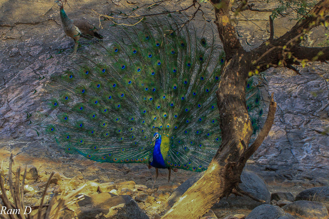 Peacock in the Sunlight... The direct sunlight nicely added to the display Geotagged,India,Indian peafowl,Pavo cristatus