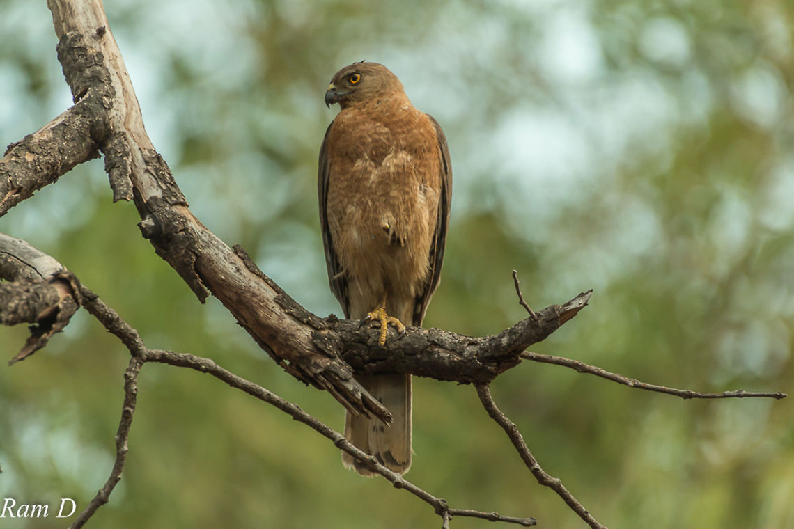 Shikra.... One-legged Shakira... Accipiter badius,Geotagged,India,Shikra