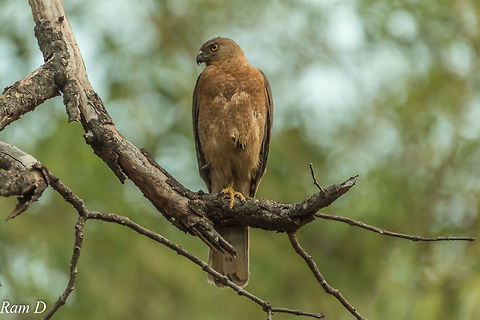 Shikra.... One-legged Shakira... Accipiter badius,Geotagged,India,Shikra