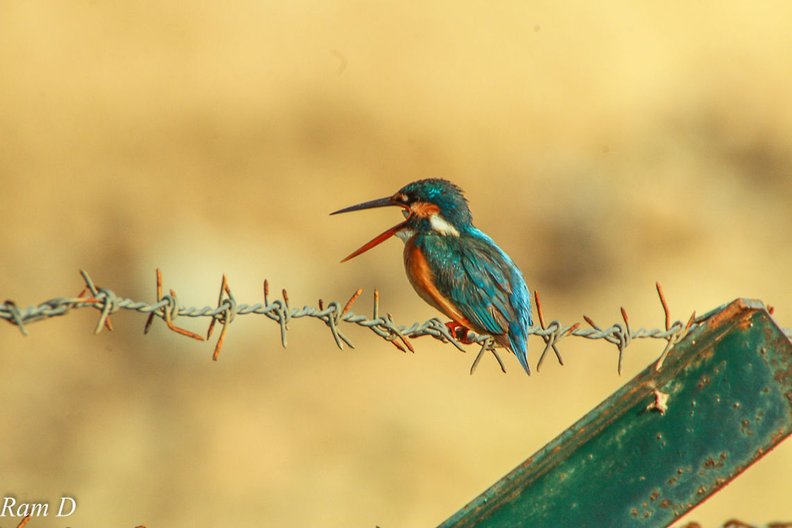 Where's by Beer... Could see the tongue...throaty... Alcedo atthis,Common Kingfisher,Geotagged,India