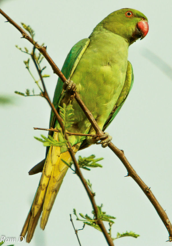 View from Below... Shades of Green... Geotagged,India,Psittacula krameri,Rose-ringed Parakeet
