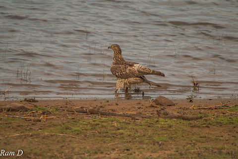 IMG_6980  Geotagged,India