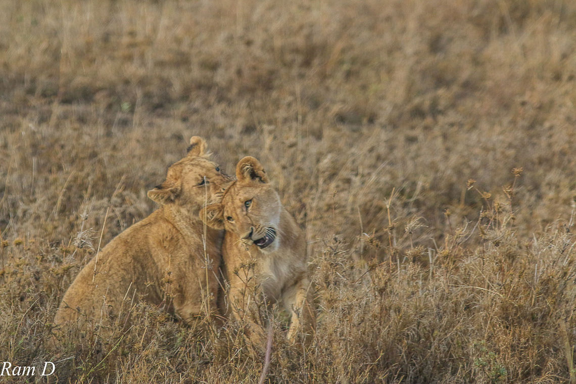 Cubby Love Cubs Playing Geotagged,Lion,Panthera leo,Tanzania