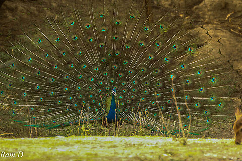 Splendour A peafowl showing off... Geotagged,India,Indian peafowl,Pavo cristatus