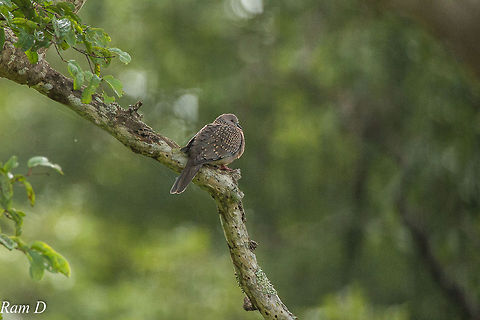 Chilling Spotted...Dove... Geotagged,India,Spilopelia chinensis,Spotted Dove