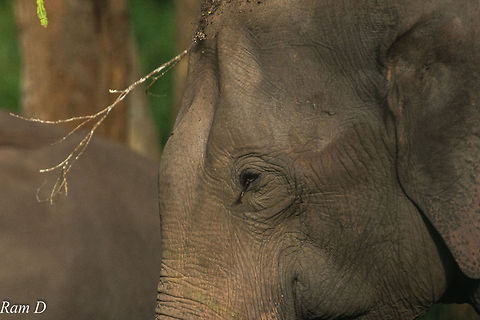 Unicorn Elephant:) Profile of a Tusker... Asian elephant,Elephas maximus,Geotagged,India