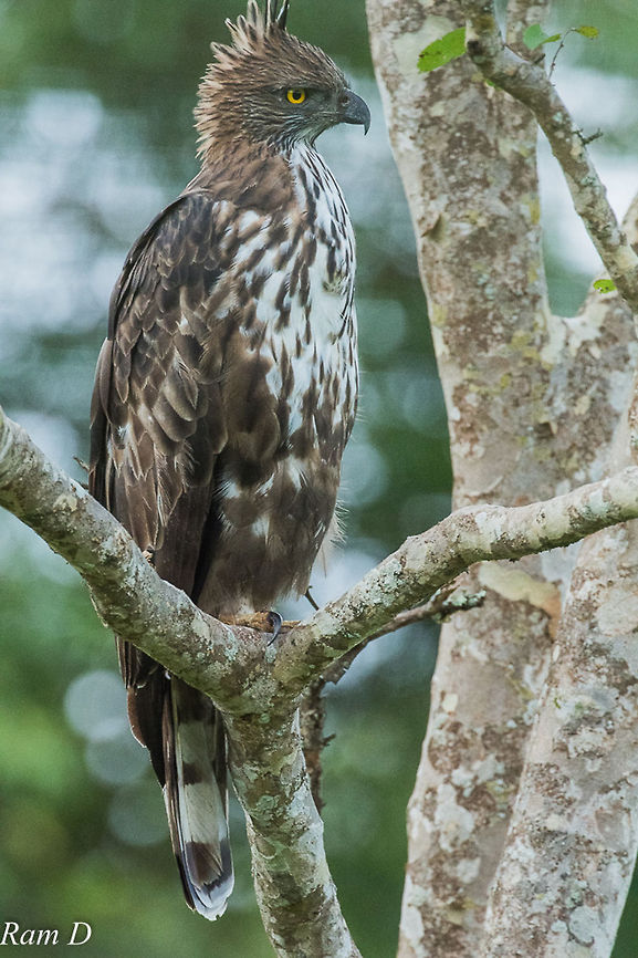 Changeable Hawk Eagle Profile of a great looking bird... Changeable Hawk-Eagle,Geotagged,India,Nisaetus cirrhatus
