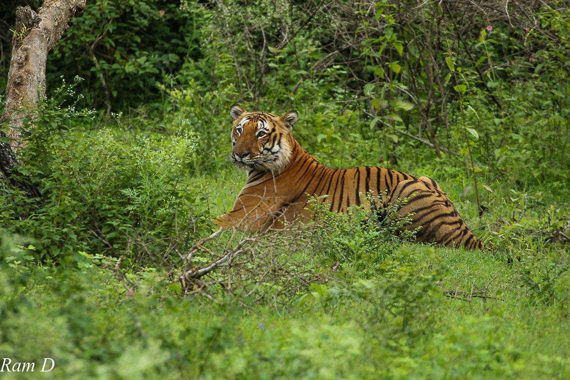 Prince's Habitat Resting at Bandipur... Bengal tiger,Geotagged,India,Panthera tigris tigris
