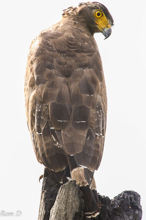 Close Up Up close and persona; Crested Serpent Eagle,Geotagged,India,Spilornis cheela