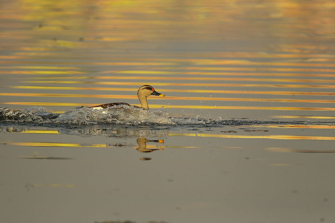Spot-Billed Duck Reflection from the early morning light with the house adjoining the lake... Anas poecilorhyncha,Geotagged,India,Spot-billed duck,Winter