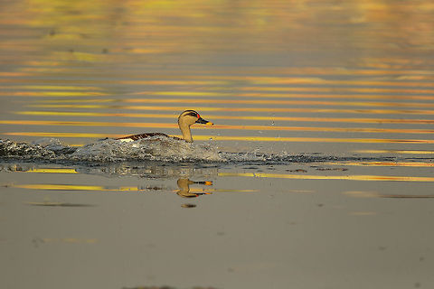 Spot-Billed Duck Reflection from the early morning light with the house adjoining the lake... Anas poecilorhyncha,Geotagged,India,Spot-billed duck,Winter