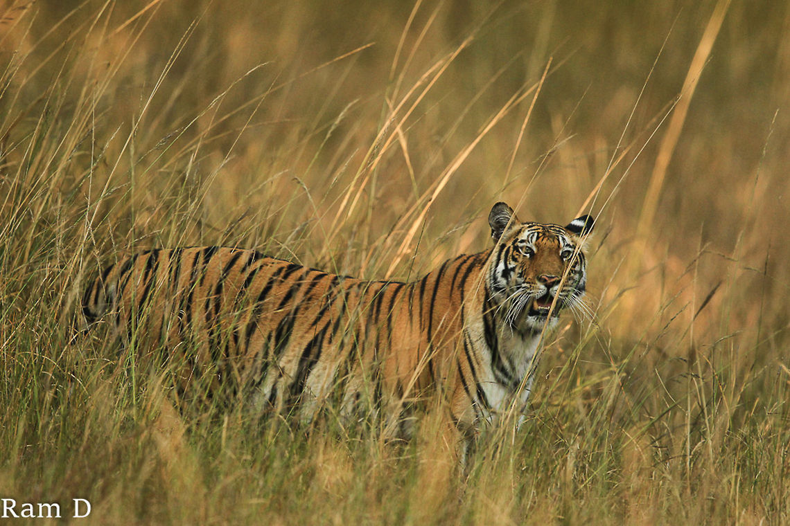 Tigress in the tall grass A perspective from the habitat... Bengal tiger,Geotagged,India,Panthera tigris tigris