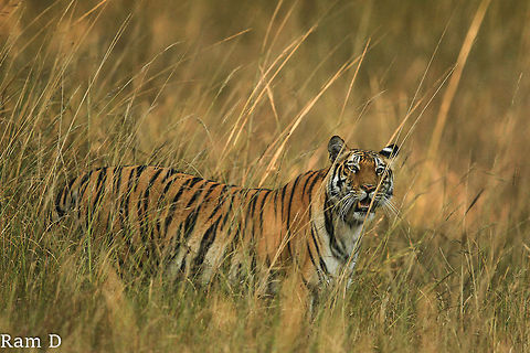 Tigress in the tall grass A perspective from the habitat... Bengal tiger,Geotagged,India,Panthera tigris tigris