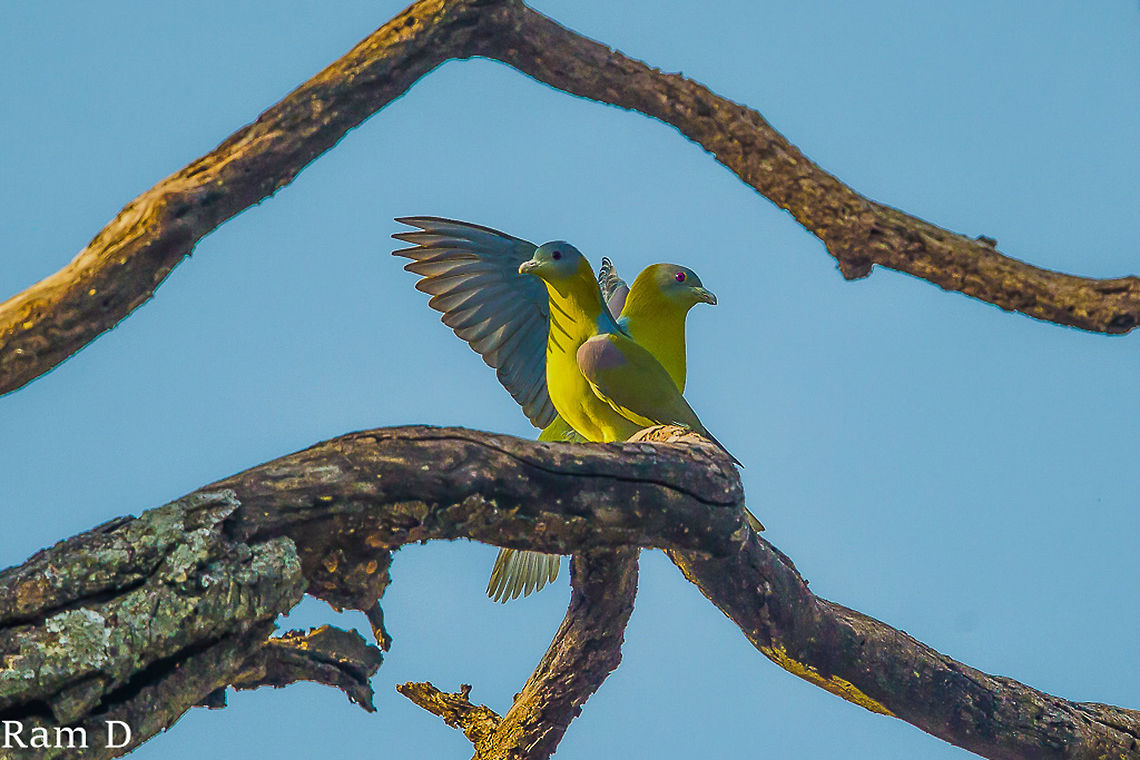 Green Pigeons... With the sun and shadow... Ecuador,Geotagged,Treron sphenurus,Wedge-tailed Green Pigeon