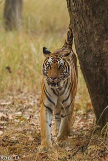 Tigress close up She was scent marking 10 feet away from us! Bengal tiger,Geotagged,Panthera tigris tigris