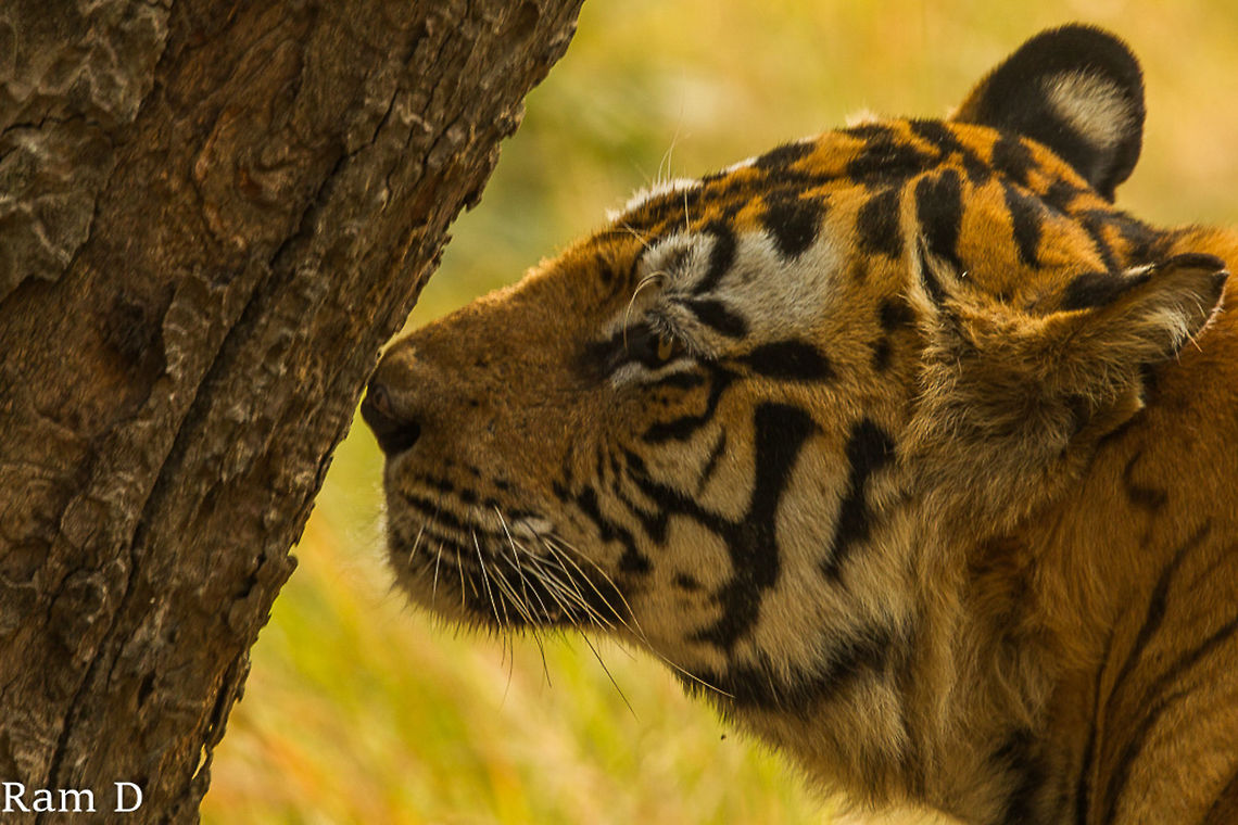 Profile of Bamera a Huge Male Scent Marking... Bengal tiger,Geotagged,Panthera tigris tigris