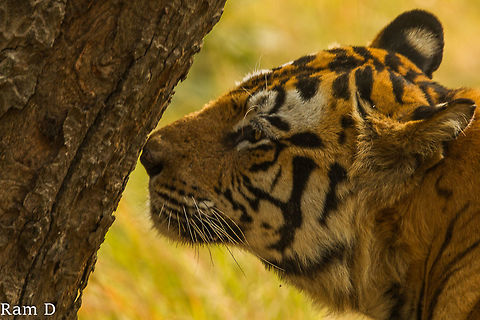 Profile of Bamera a Huge Male Scent Marking... Bengal tiger,Geotagged,Panthera tigris tigris