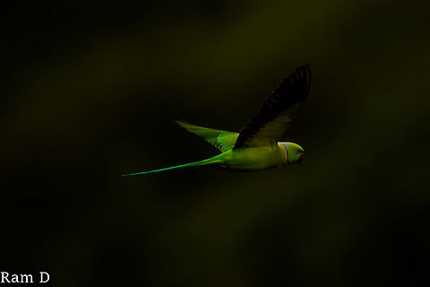 Parakeet in the Sunlight... Playing with Lightroom revealed the shades of green! Geotagged,India,Psittacula krameri,Rose-ringed Parakeet