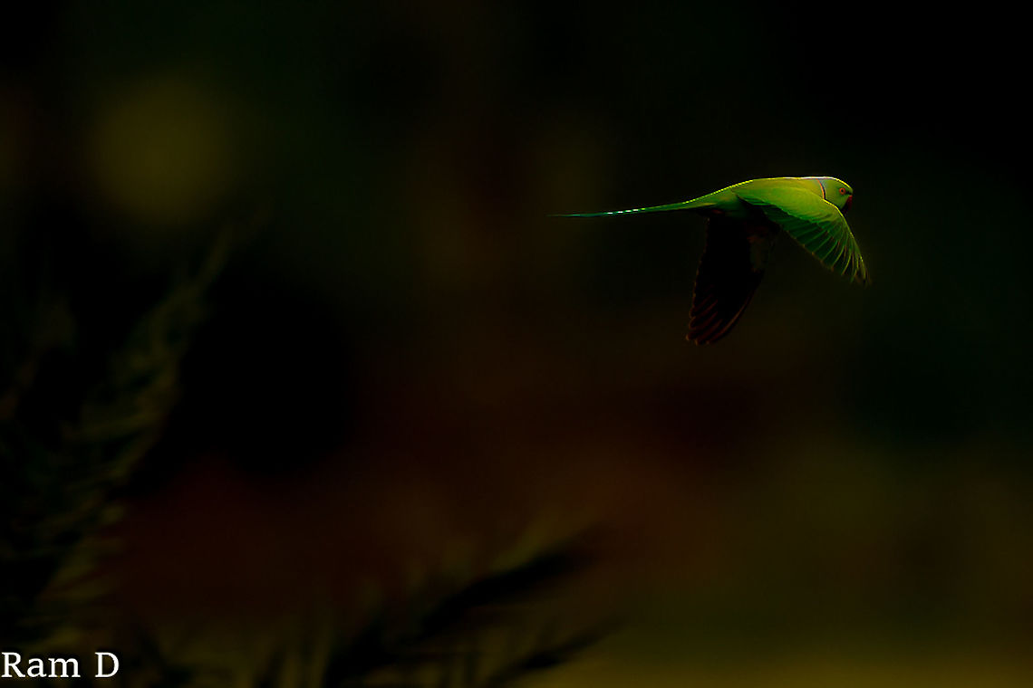 Shades of Green... In flight...cruise control... Geotagged,India,Psittacula krameri,Rose-ringed Parakeet