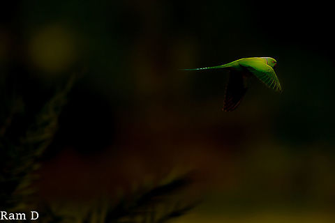 Shades of Green... In flight...cruise control... Geotagged,India,Psittacula krameri,Rose-ringed Parakeet