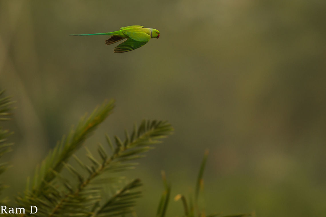Rose-ringed Parakeet  Geotagged,India,Psittacula krameri,Rose-ringed Parakeet