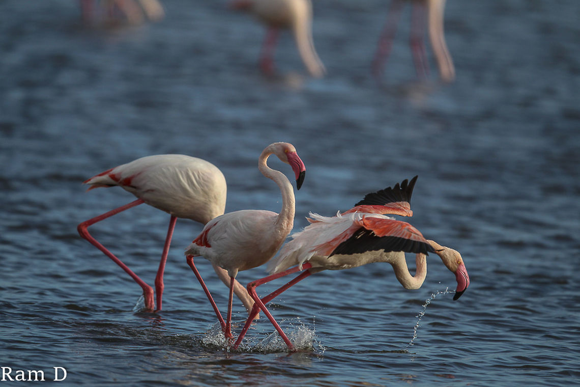 Flamingo take-off roll He was just about lifting-off... Geotagged,Greater flamingo,Italy