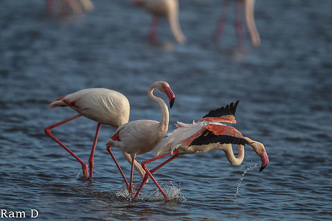 Flamingo take-off roll He was just about lifting-off... Geotagged,Greater flamingo,Italy
