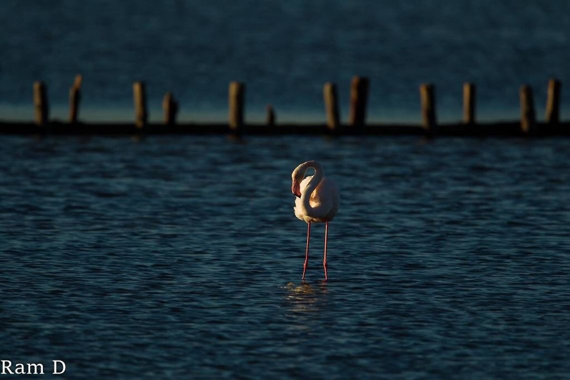 Side-lit flamingo Early morning light  Geotagged,Greater Flamingo