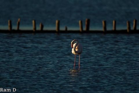 Side-lit flamingo Early morning light  Geotagged,Greater Flamingo