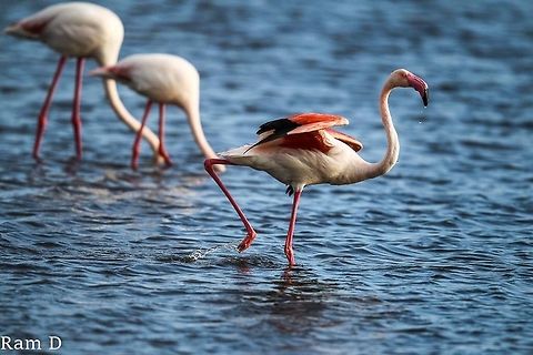 Flamingo in Stride Drawn to the contrasting colors... Geotagged,Greater flamingo,Phoenicopterus roseus