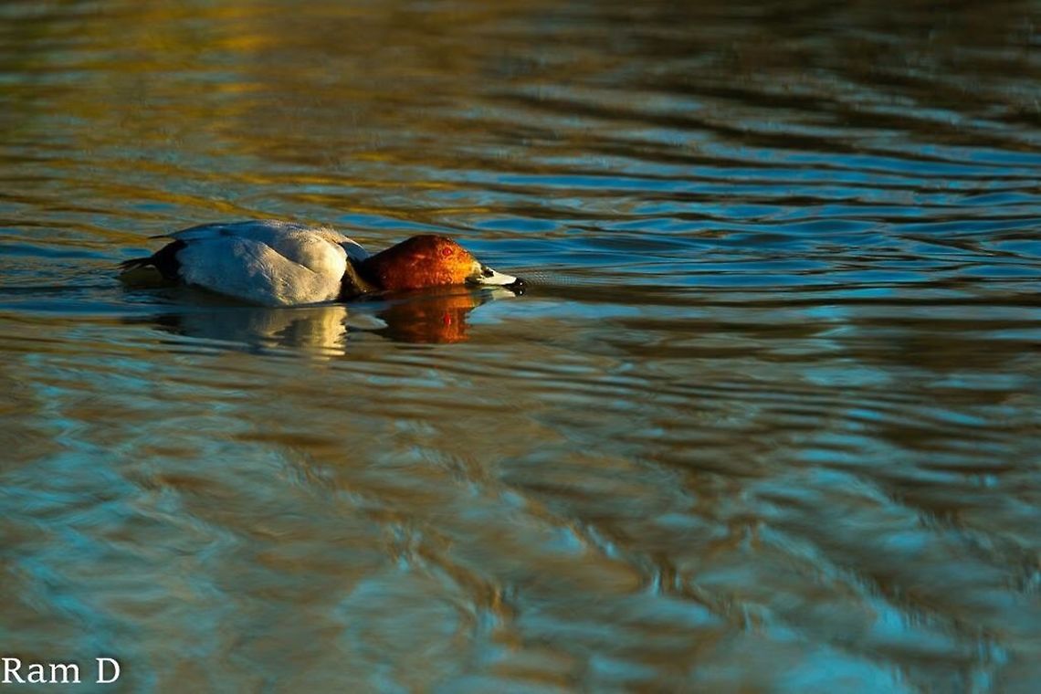 Red-head duck He was completely horizontal for a few seconds... Aythya ferina,Common Pochard,Geotagged,Italy